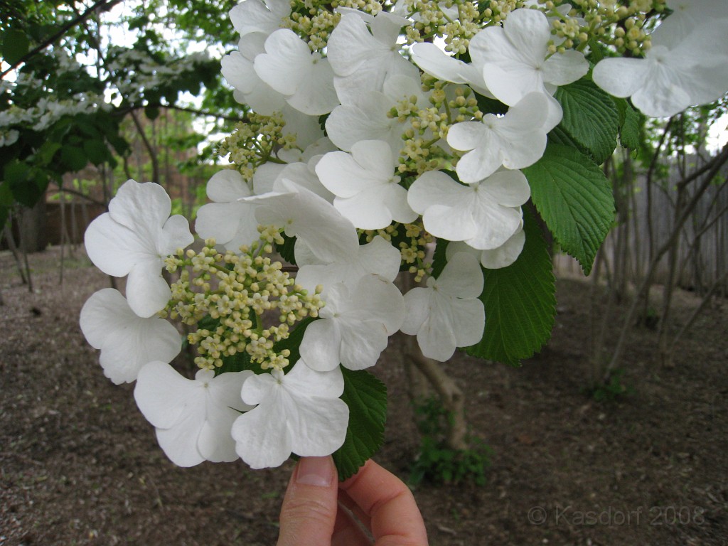 Dart Frog Dash 08 0371.jpg - The Toledo Ohio Zoo held the 2008 Dart Frog Dash 5K race on May 17, 2008. The weather was great, the race went fine, and the animals were fun to see! The highlight was the nursing Polar Bear Cubs - two 330 pound "babies" tugging on mama.